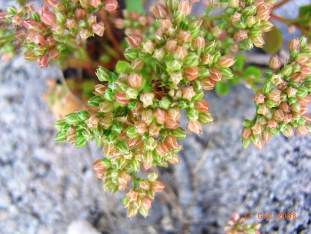 marciapiede - Polycarpon tetraphyllum sl.